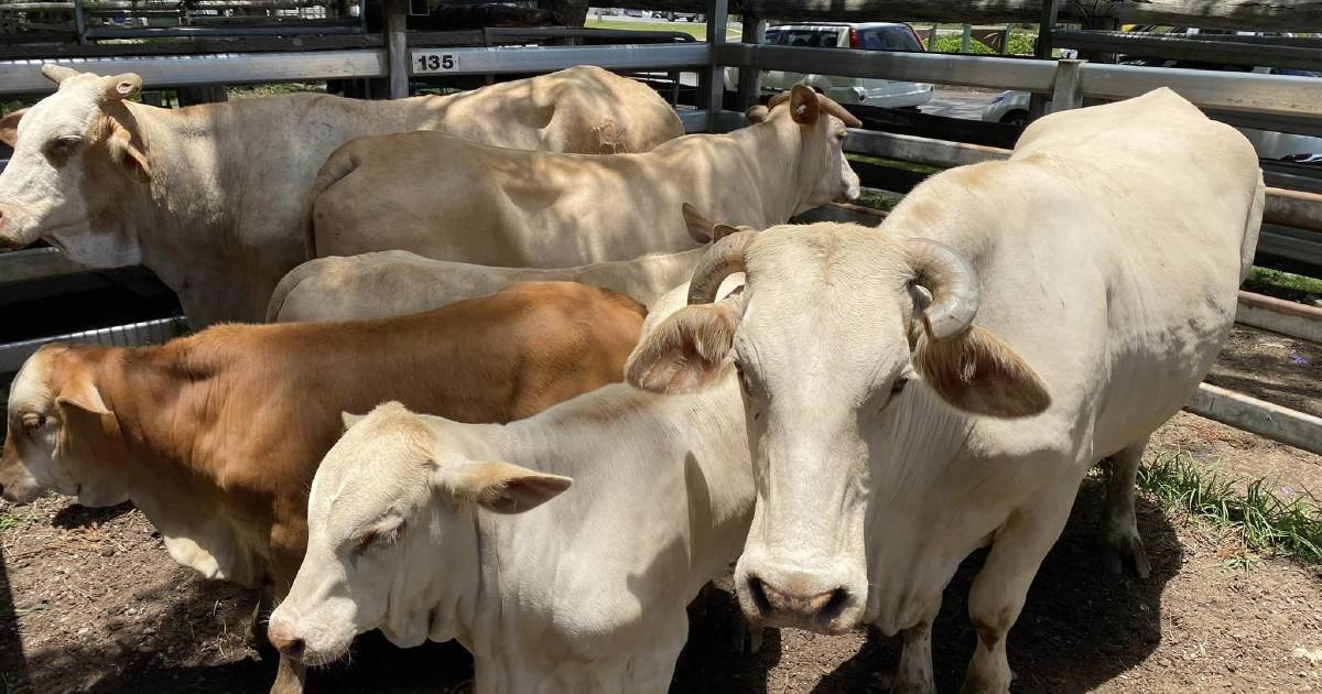 Charbray weaner steers sell for $1600 at Woodford | Queensland Country Life