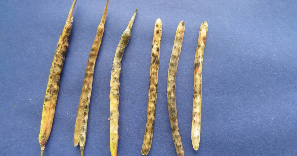 More canola increases blackleg concerns