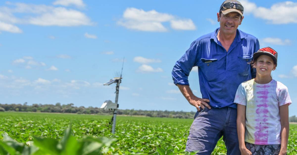 Central Queensland irrigator's cotton come back