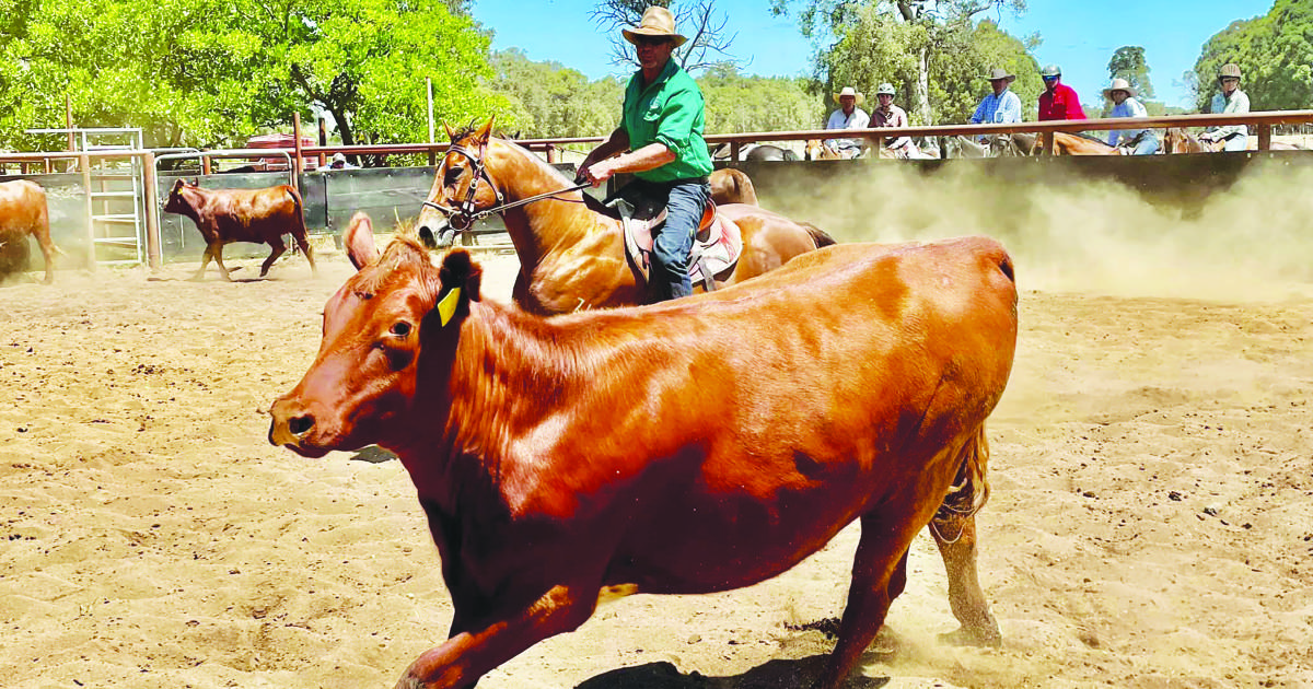 Kids Charity Campdraft to rock NYE