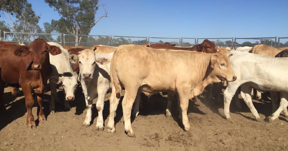 Charolais cross weaner steers reach 614c/$2026 at Roma store sale | Queensland Country Life