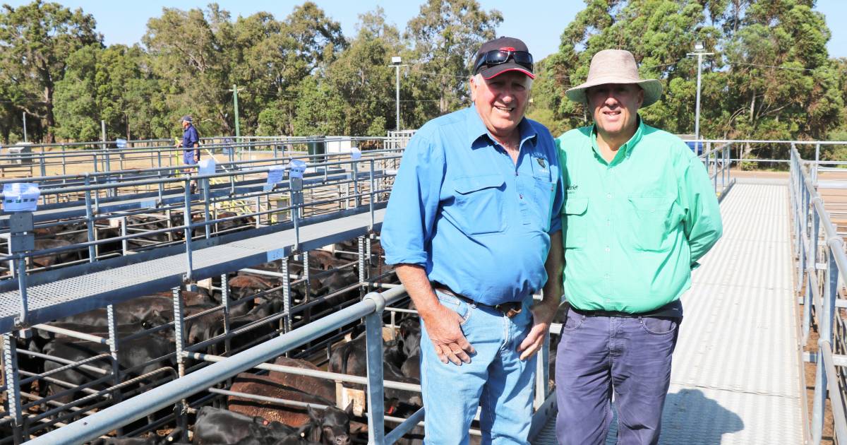 Steer weaners top $1964 at WALSA Boyanup sale | Farm Weekly