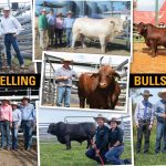 First Biggenden Cattle Camp proves a major hit with state's kids