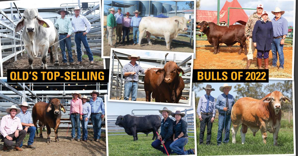 A look at Queensland's top selling bulls of 2022