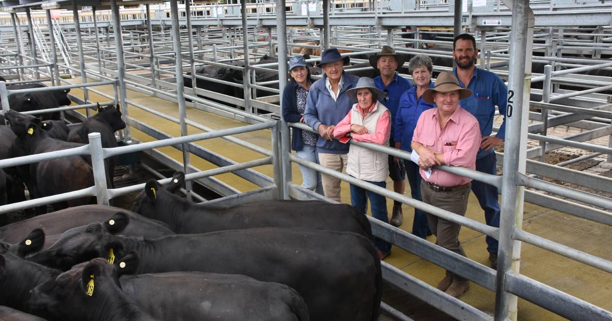 Memorial sale PTIC Angus heifers top $3600 | Farm Weekly