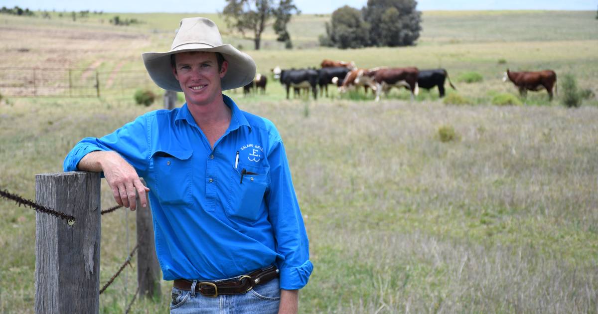 British breeds the ideal base for Guluguba producers