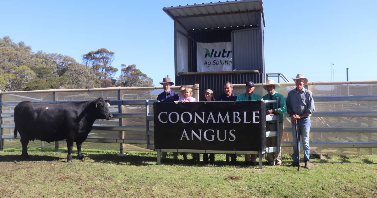 Coonamble Angus sale makes $1.66m | Farm Weekly