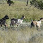 A set of wings gives agent the keys to western Queensland