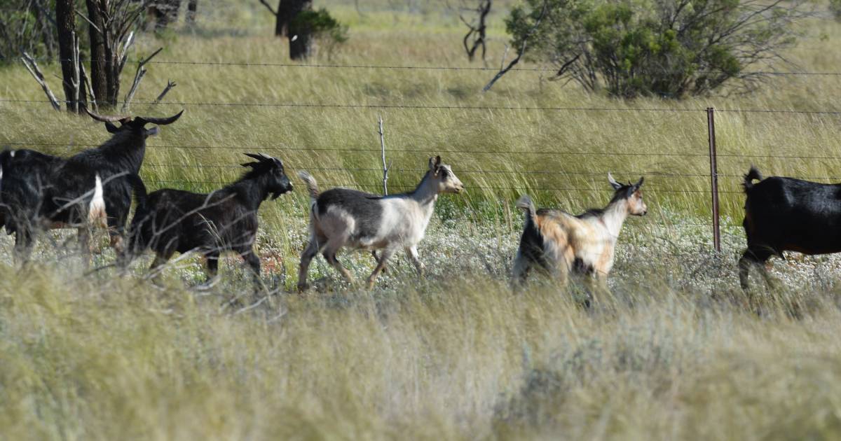 NSW Ag Minister backflips on goat eID