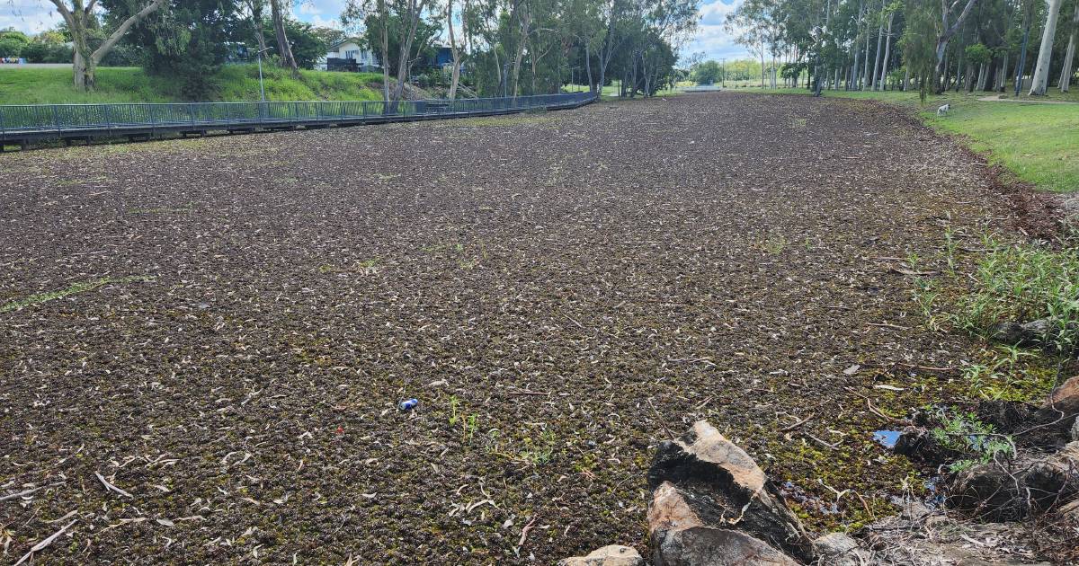 Isaac Regional Council grappling with salvinia weed at Clermont | Queensland Country Life