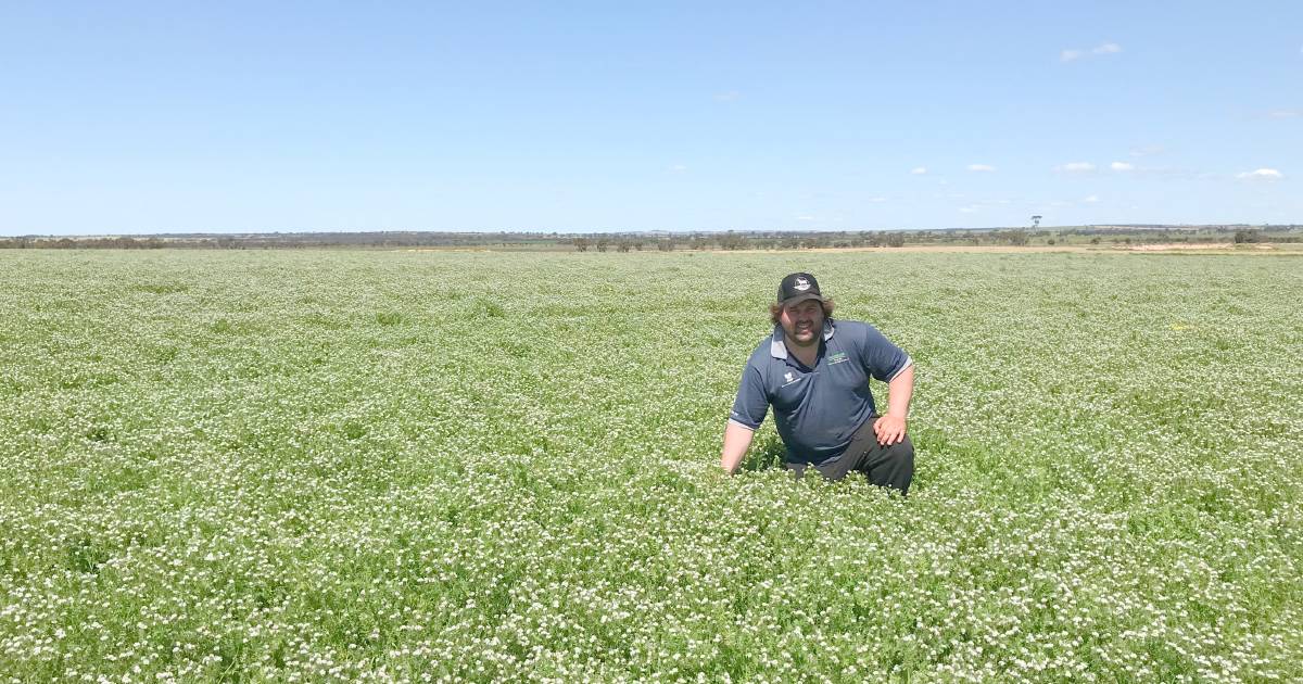 LegumeN Pty Ltd’s Fran2o serradella suitable for summer sowing | Farm Weekly