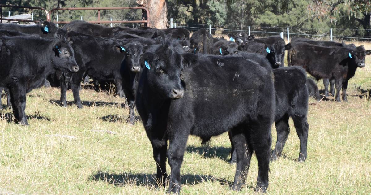 Next cohort of Angus breed's top sires selected for program