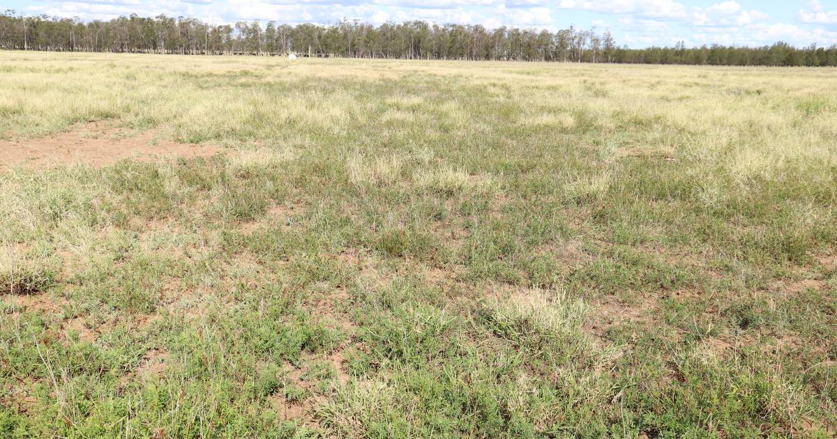 Tropical legume trials a success in southern Queensland