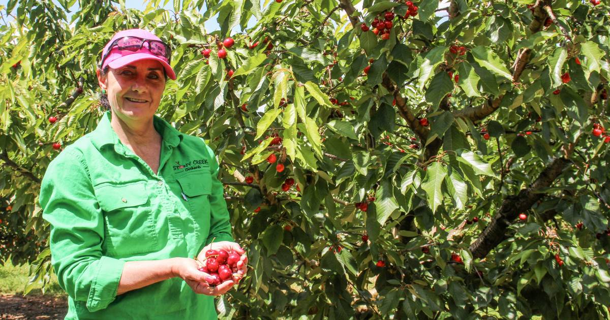 Cherries late but picking going well