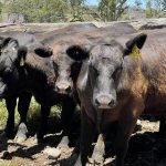 Cows and calves firm at Beaudesert