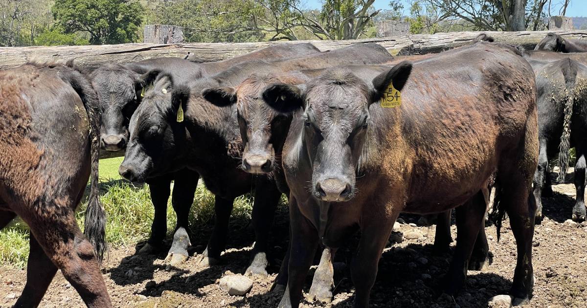 Steers at $2200, cows and calves at $4100 | The Land