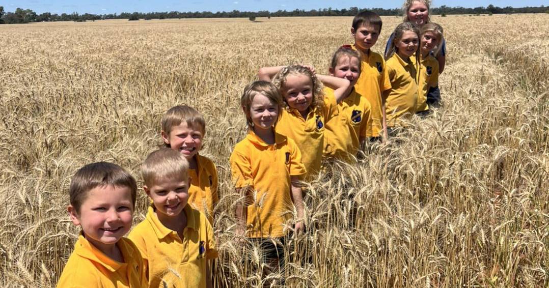 Hermidale Public sows wheat crop as a part of an immersion project