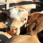 Yearling heifers to feed sell to 518c/kg at Toowoomba | Queensland Country Life