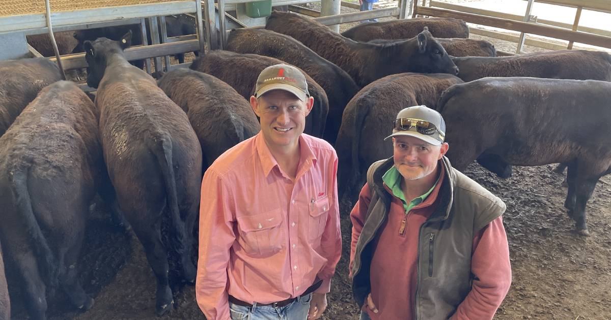 Buyer demand shines a light on quality cattle at Carcoar