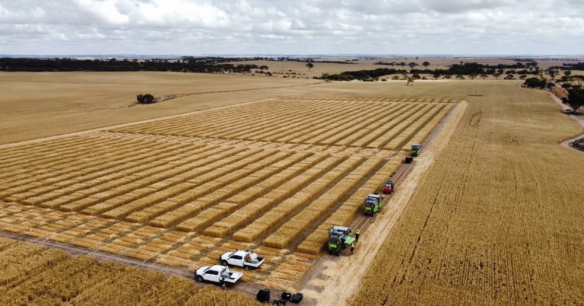 Trial plot harvesters are on a mission