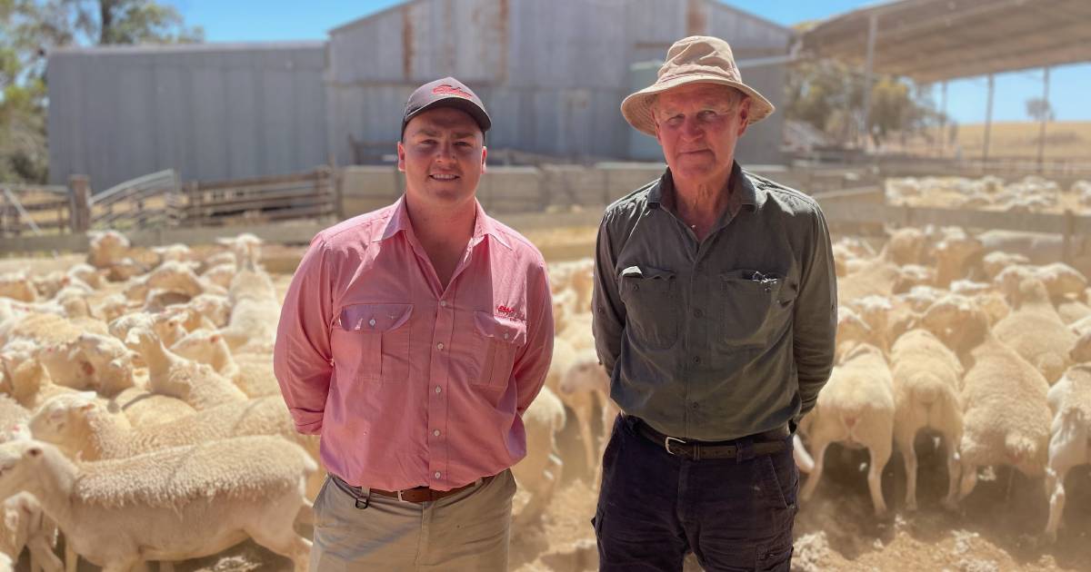 Good prices at Kojonup spring sheep sale