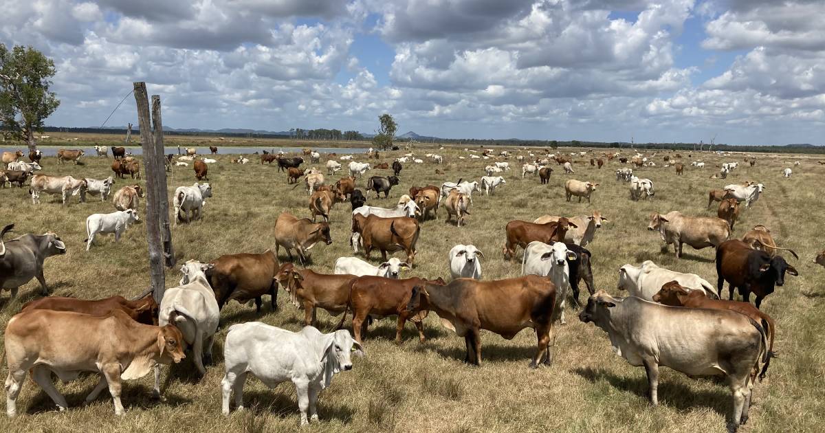 Shifting to control mating in Queensland