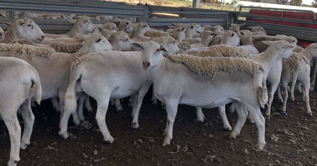 UltraWhites top $554 at maternal ewe sale on AuctionsPlus | Farm Weekly