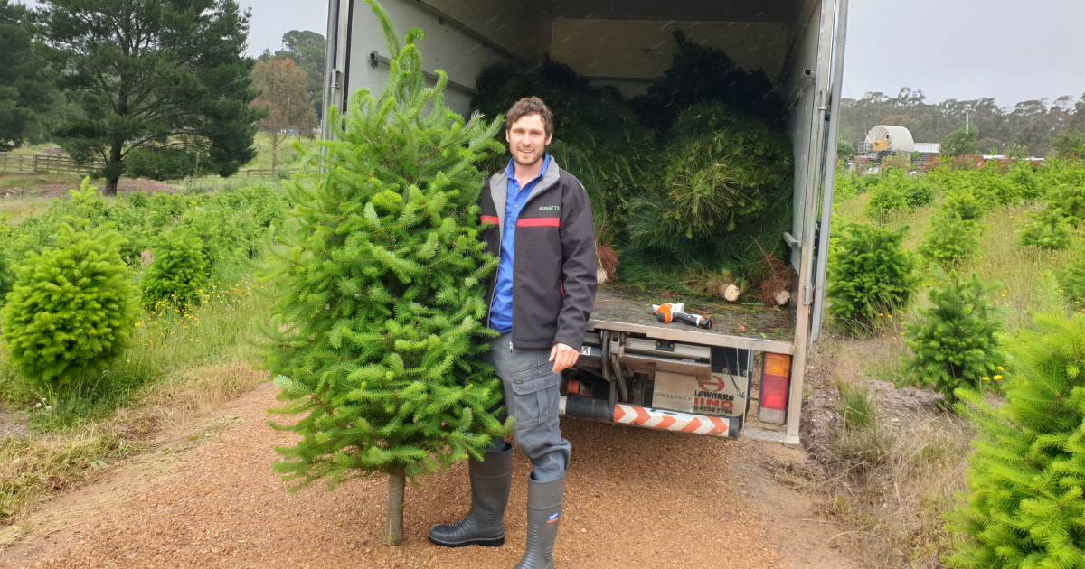 Branching out: The Christmas tree grower bringing Northern Hemisphere favourites Down Under