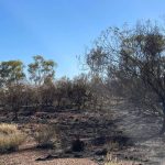 Spring-sown sorghum expands Travers family's cropping options