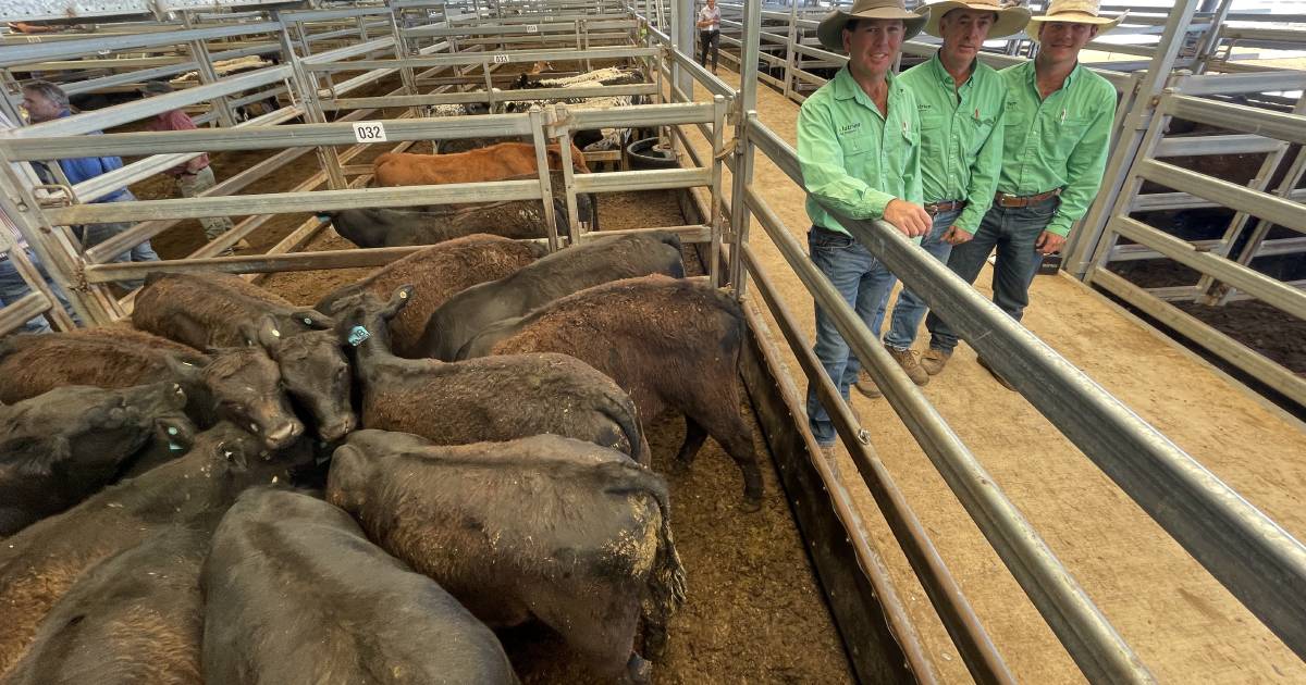 Dungowan crossbred steers top at $1990 | The Land