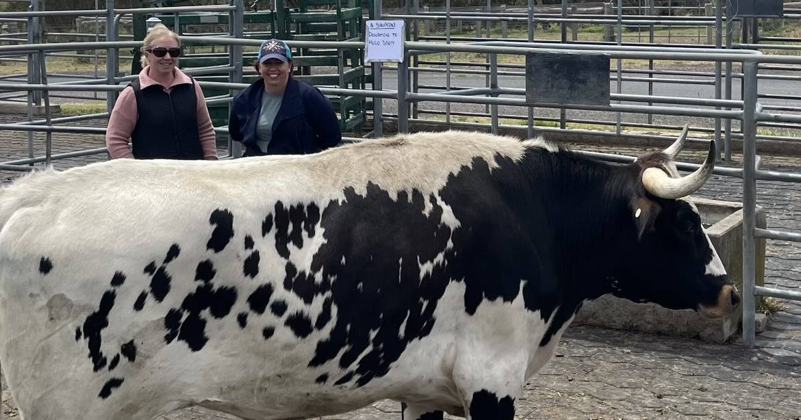 Texas Longhorn makes $5100 for little Hugo D'Arcy fundraiser