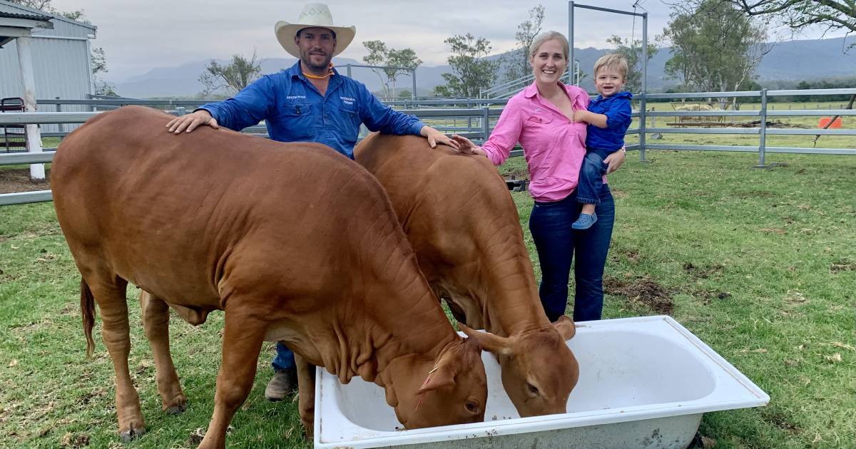 Wedding present heifers kickstart young couple's Droughtmaster dream