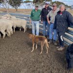 Importance of cover cropping in the development of soil structure a key message from 2022 Australian Biological Farming Conference | The Land