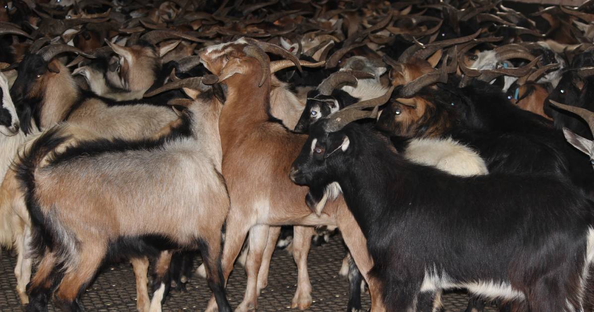 Truck driver charged with killing herd of goats