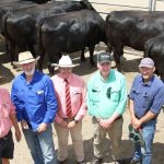 Light weight yearling steers sell to 610c, average 542c at Dalby | Queensland Country Life