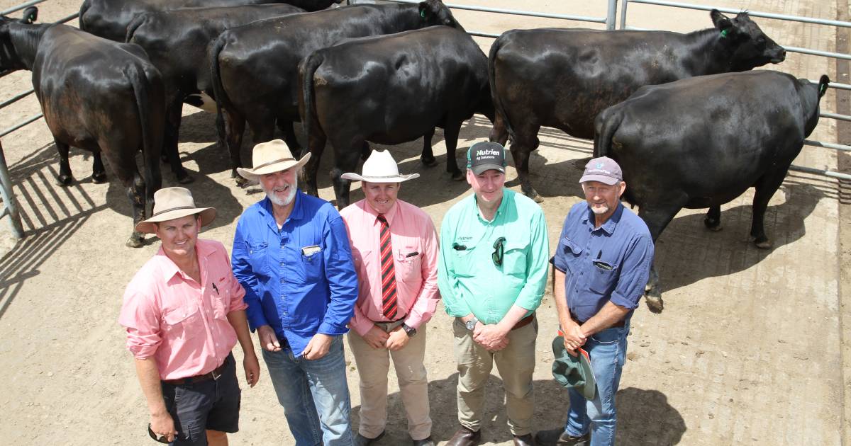 Elders Springing Heifer Sale tops $4100 at Boyanup | Farm Weekly