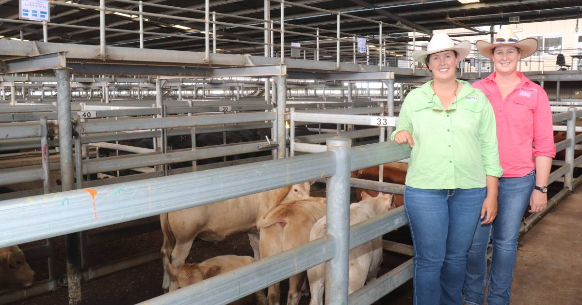 Beef steers top $1934 at Muchea weaner sale | Farm Weekly