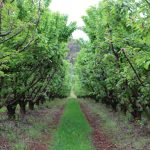 Do you have mold and mycotoxins in your silage?