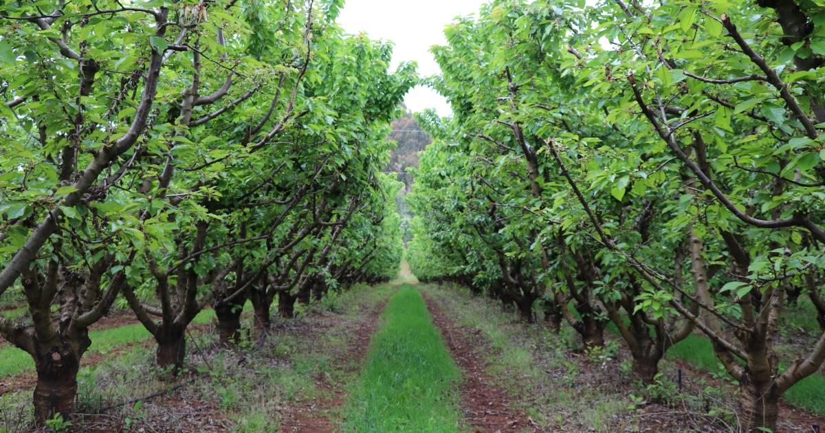 Cherry growers prepare this year's crops with great anticipation