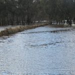 Turning a new leaf on old harvesting practices