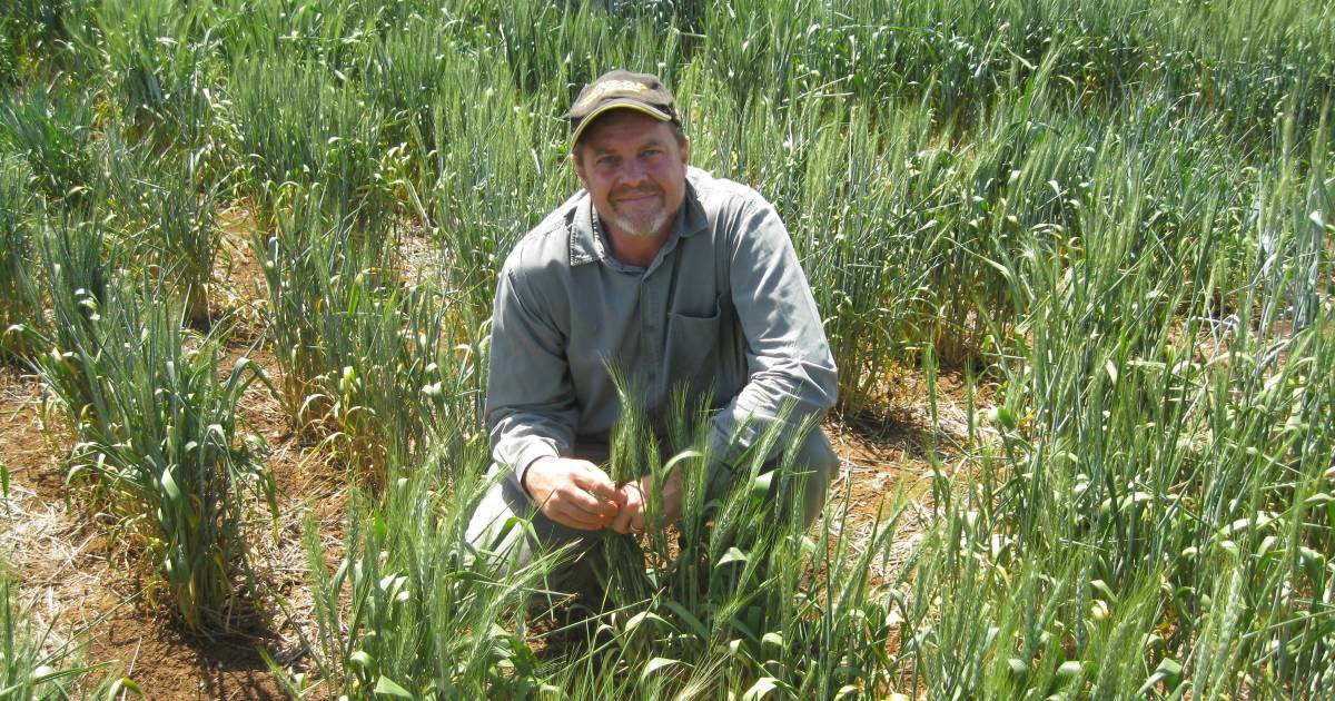 Stripe rust challenges wheat and triticale varieties