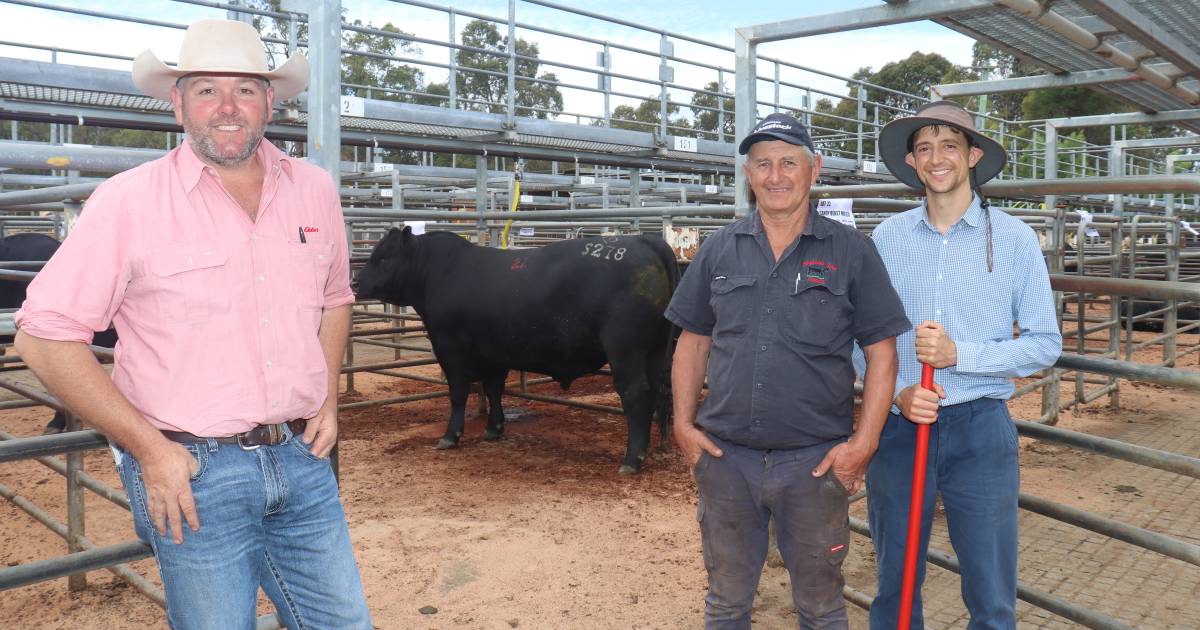 Gandy Angus bull tops at $17,000 at Boyanup | Farm Weekly