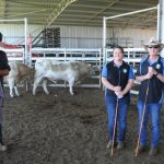 Droughtmaster steers sell for $1900 at Eumundi | Queensland Country Life