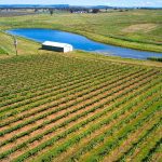 Droughtmaster steers sell for $1900 at Eumundi | Queensland Country Life