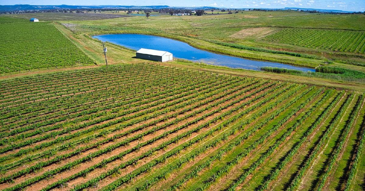 Organic vineyard delivering 300 tonnes of fruit