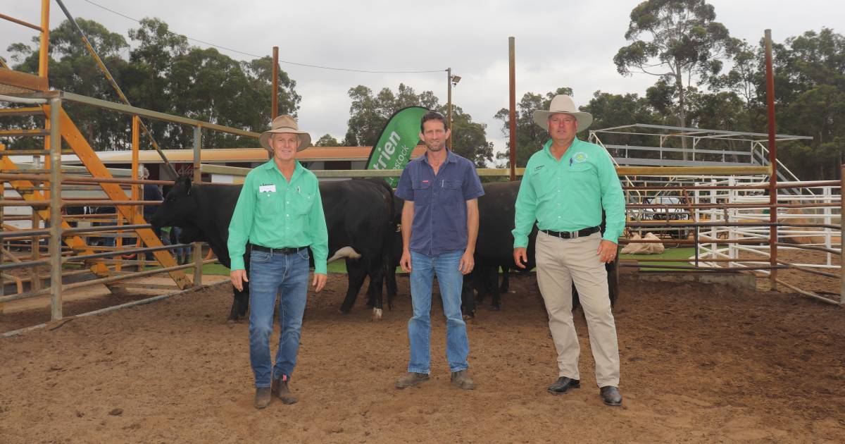 Great outcome from mated first-cross heifer sale