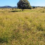 Ancient fossil in the McKinlay region likened to Rosetta Stone