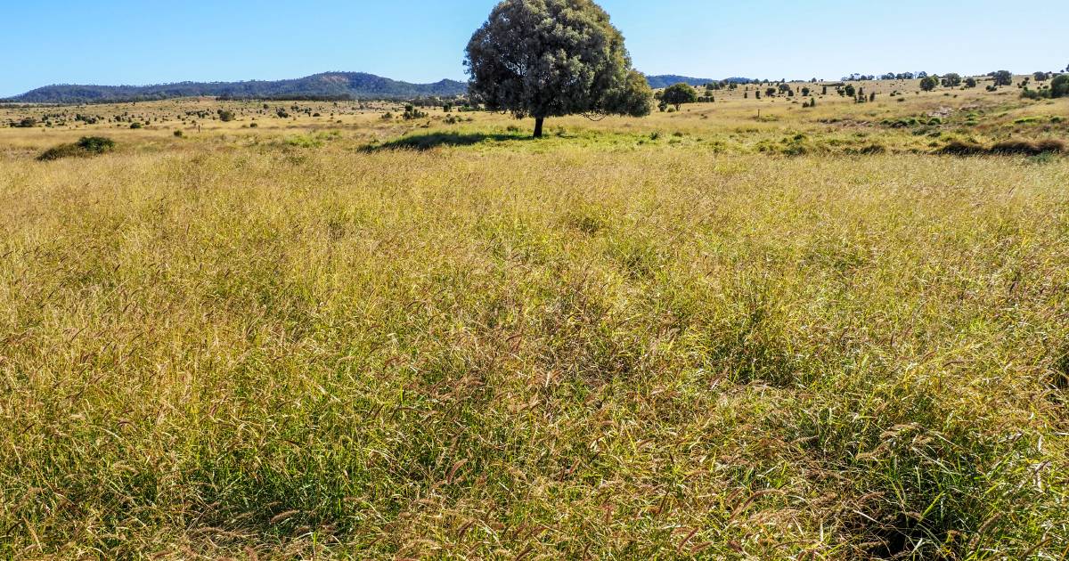 Queensland's red hot rural property market goes from strength to strength