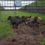 Importance of cover cropping in the development of soil structure a key message from 2022 Australian Biological Farming Conference | The Land