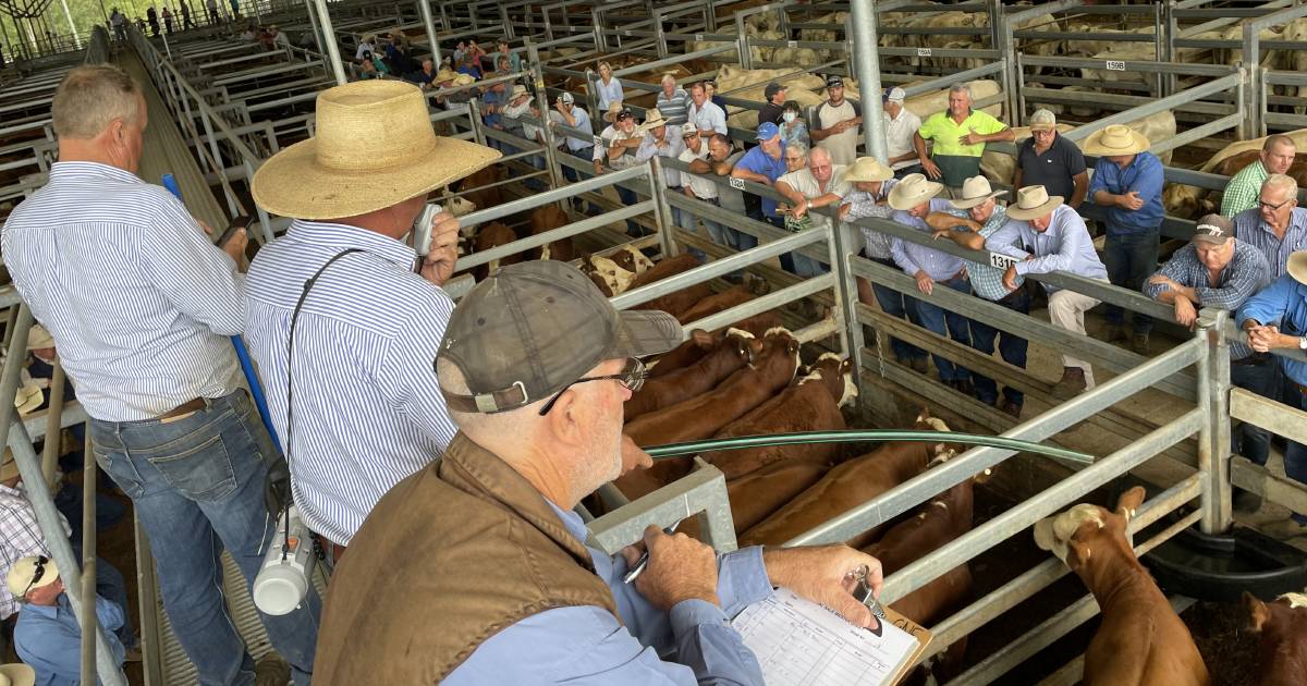 Casino saleyards in expansion bid